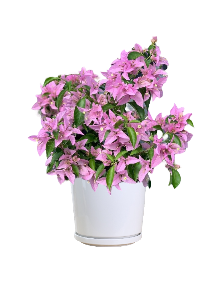 Bougainvillea Pink (Small Size)